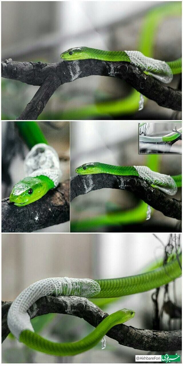 عکس | پوستاندازی مارهای منحصربه فرد زهردار در مناطق گرمسیری تانزانیا