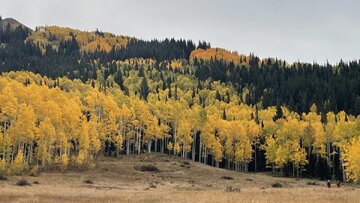 یک محیط‌بان برای محافظت از بلوط‌ها مجروح شد/ عکس