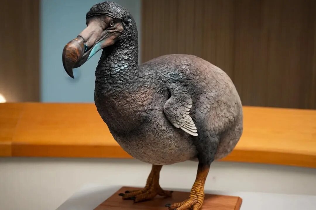 ماجرای انقراض یک پرنده؛ دودو نه چاق بود و نه احمق، بلکه با اکوسیستم بومیاش سازگار بود/ عکس