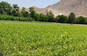 تولید ۱۲۰ هزار قلمه در شهرستان دامغان تولید ۱۲۰ هزار قلمه در شهرستان دامغان