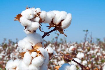 روزگار سیاه طلای سفید در سرزمین مادری روزگار سیاه طلای سفید در سرزمین مادری