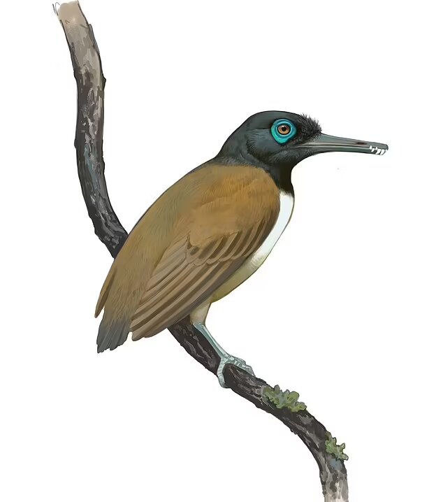 کشف پرندهای عجیب که انتهای نوکش دندان دارد