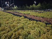 هشتمین جشنواره انگور ارومیه از فردا آغاز می‌شود