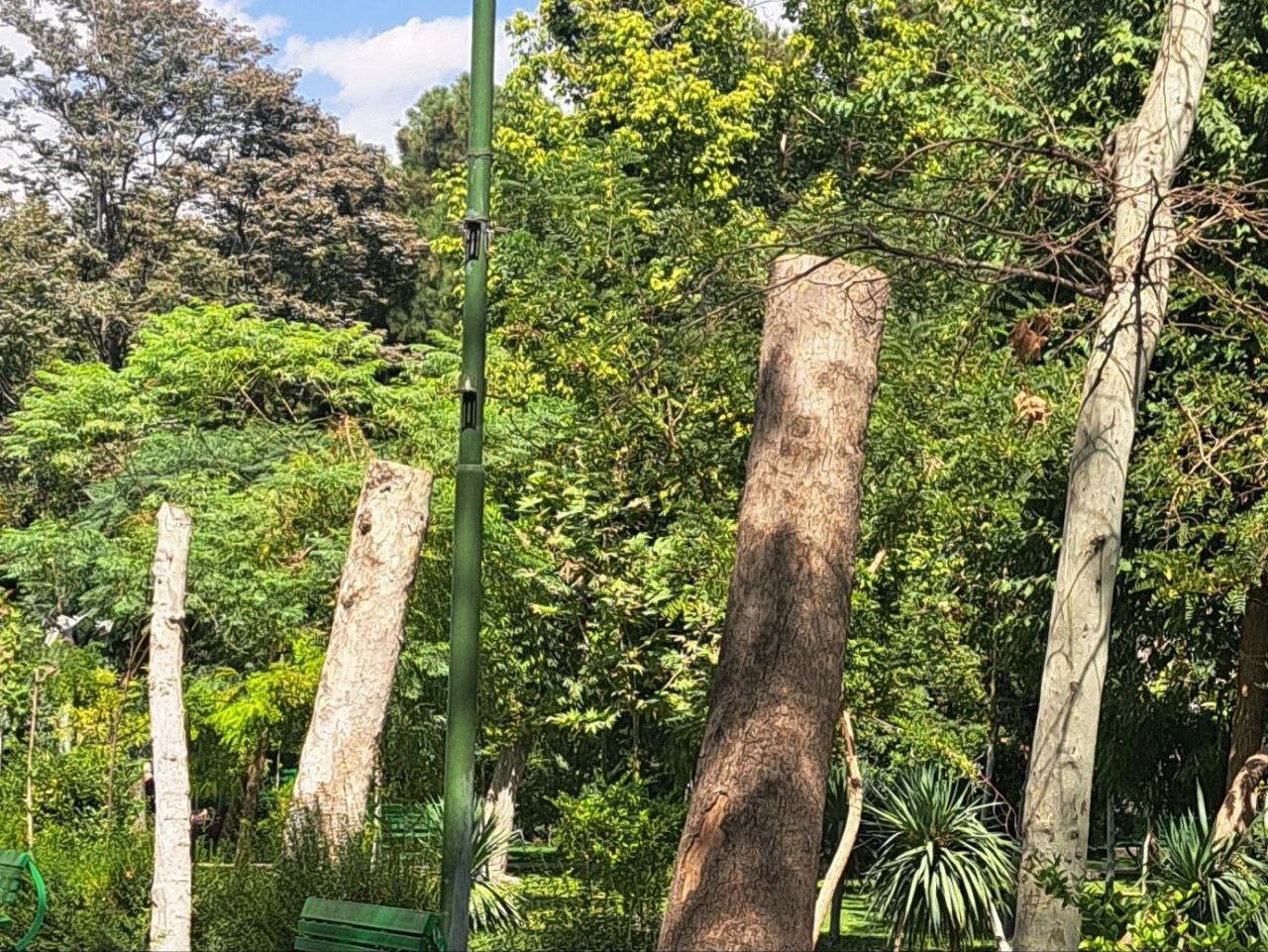 قطع بیش از ۱۰ درخت کهنسال در این پارک تهران/ استتار محل قطع درختان با خاک + عکس