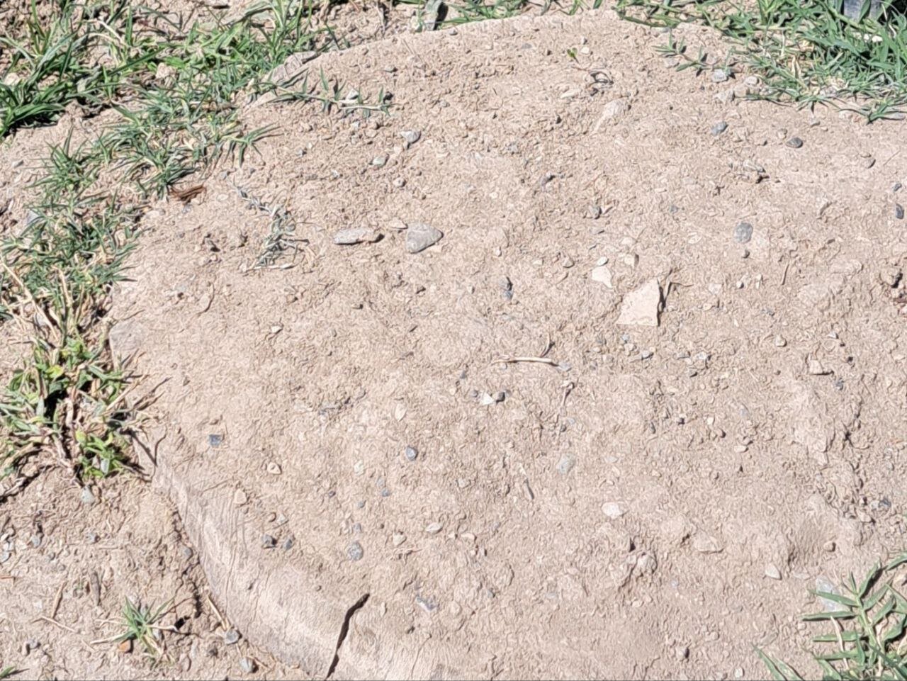 قطع بیش از ۱۰ درخت کهنسال در این پارک تهران/ استتار محل قطع درختان با خاک + عکس