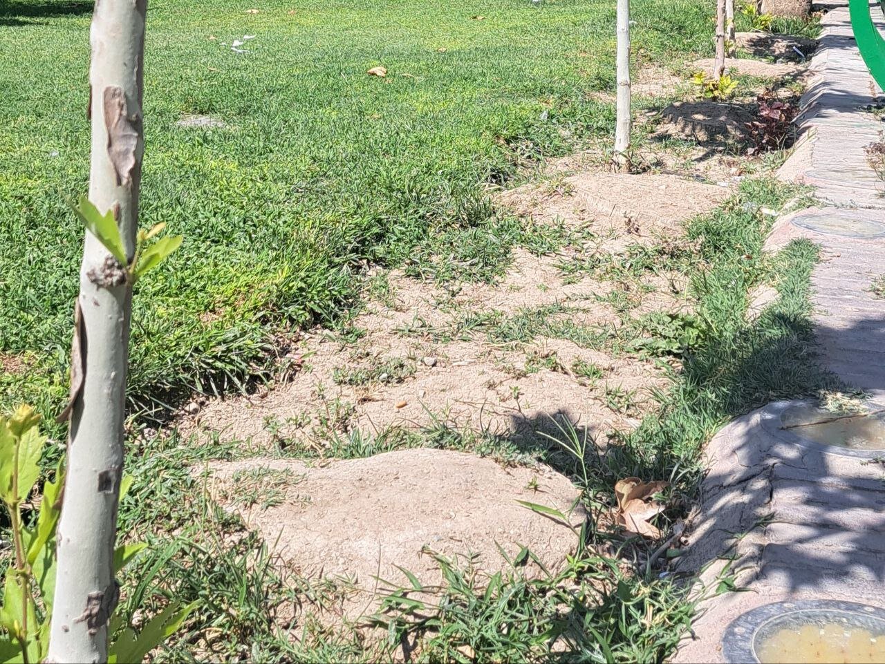 قطع بیش از ۱۰ درخت کهنسال در این پارک تهران/ استتار محل قطع درختان با خاک + عکس