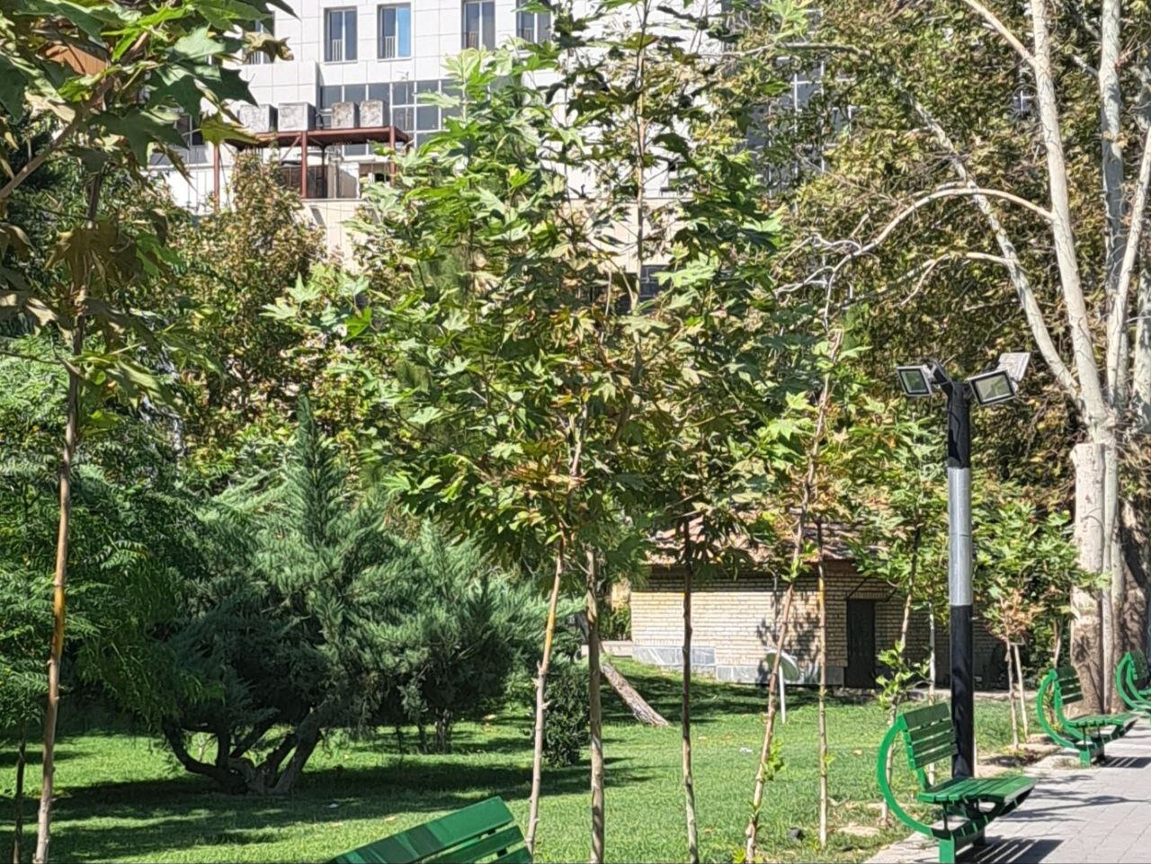 قطع بیش از ۱۰ درخت کهنسال در این پارک تهران/ استتار محل قطع درختان با خاک + عکس