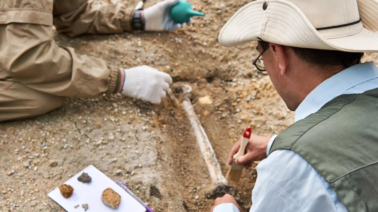 کشف فسیلهای ۸ میلیون ساله زیر ساختمان یک دبیرستان