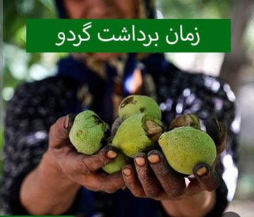 ۳۵ نفر در همدان بر اثر سقوط از درخت گردو مصدوم شدند ۳۵ نفر در همدان بر اثر سقوط از درخت گردو مصدوم شدند