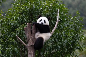 پانداها چینی نیستند، اروپاییاند! پانداها چینی نیستند، اروپاییاند!