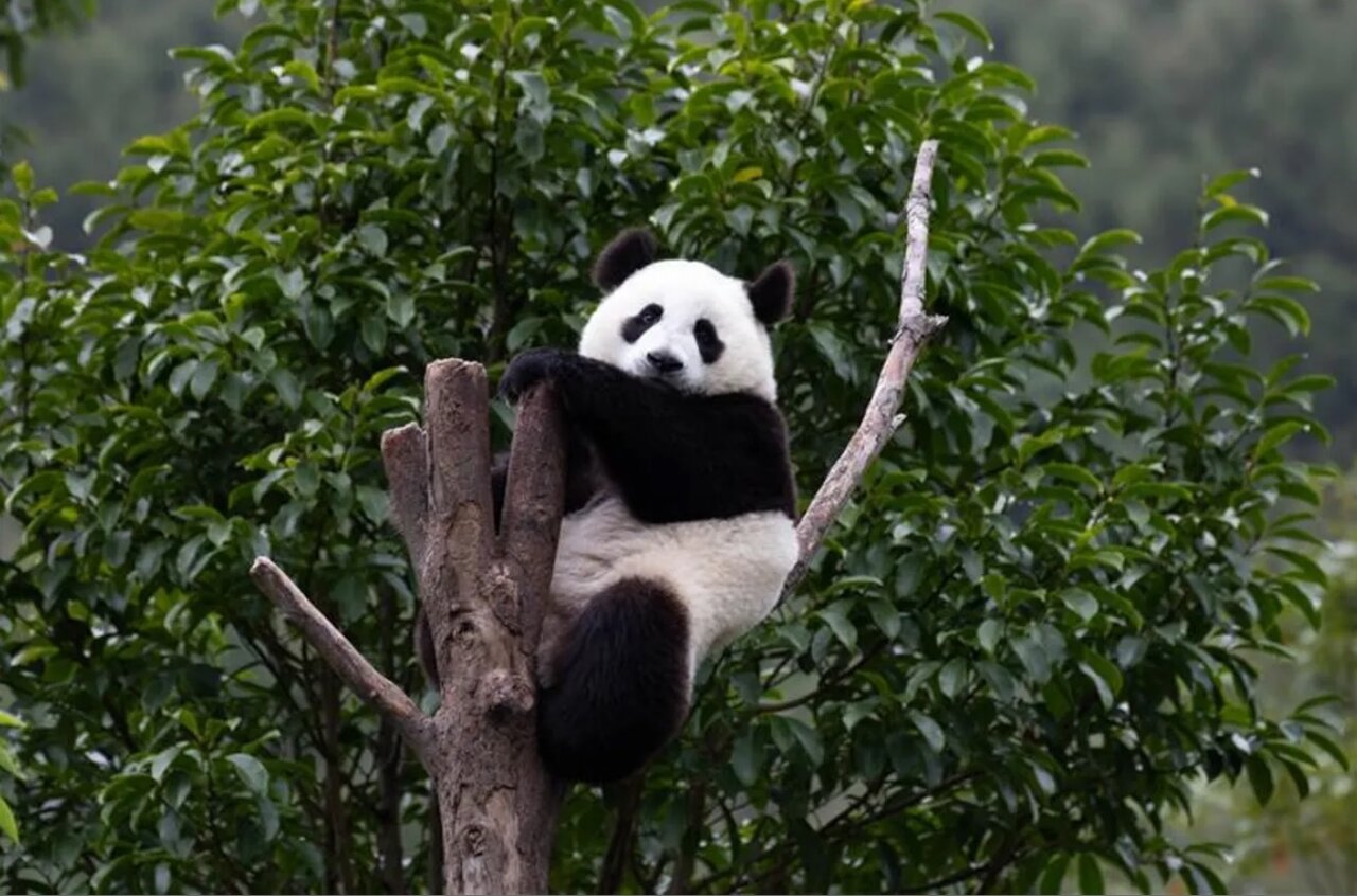 پانداها چینی نیستند، اروپاییاند!