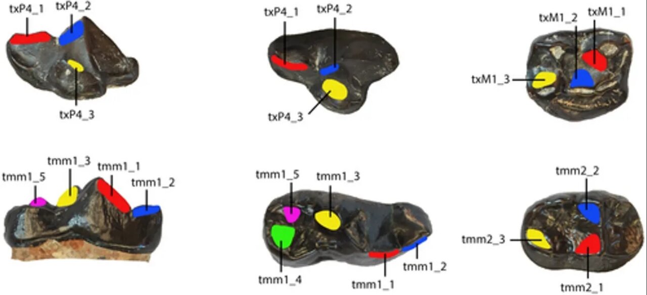 پانداها چینی نیستند، اروپاییاند!