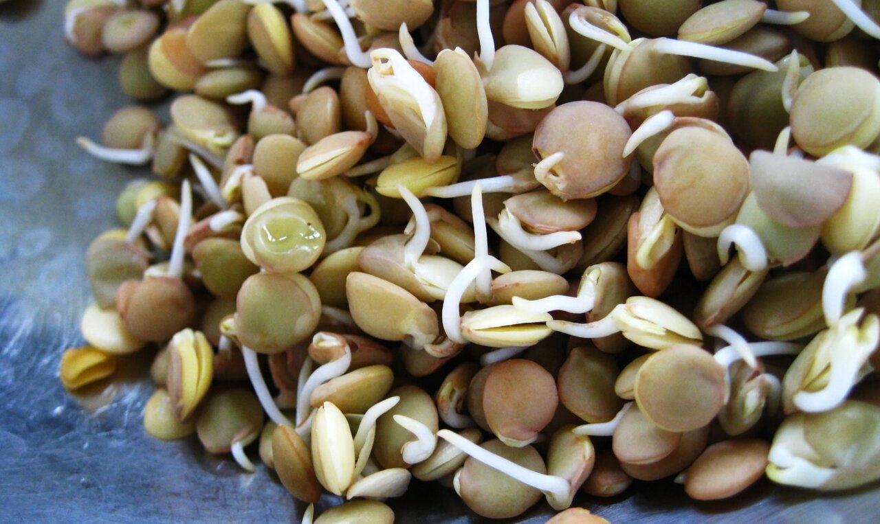 گیاه میفهمد؟