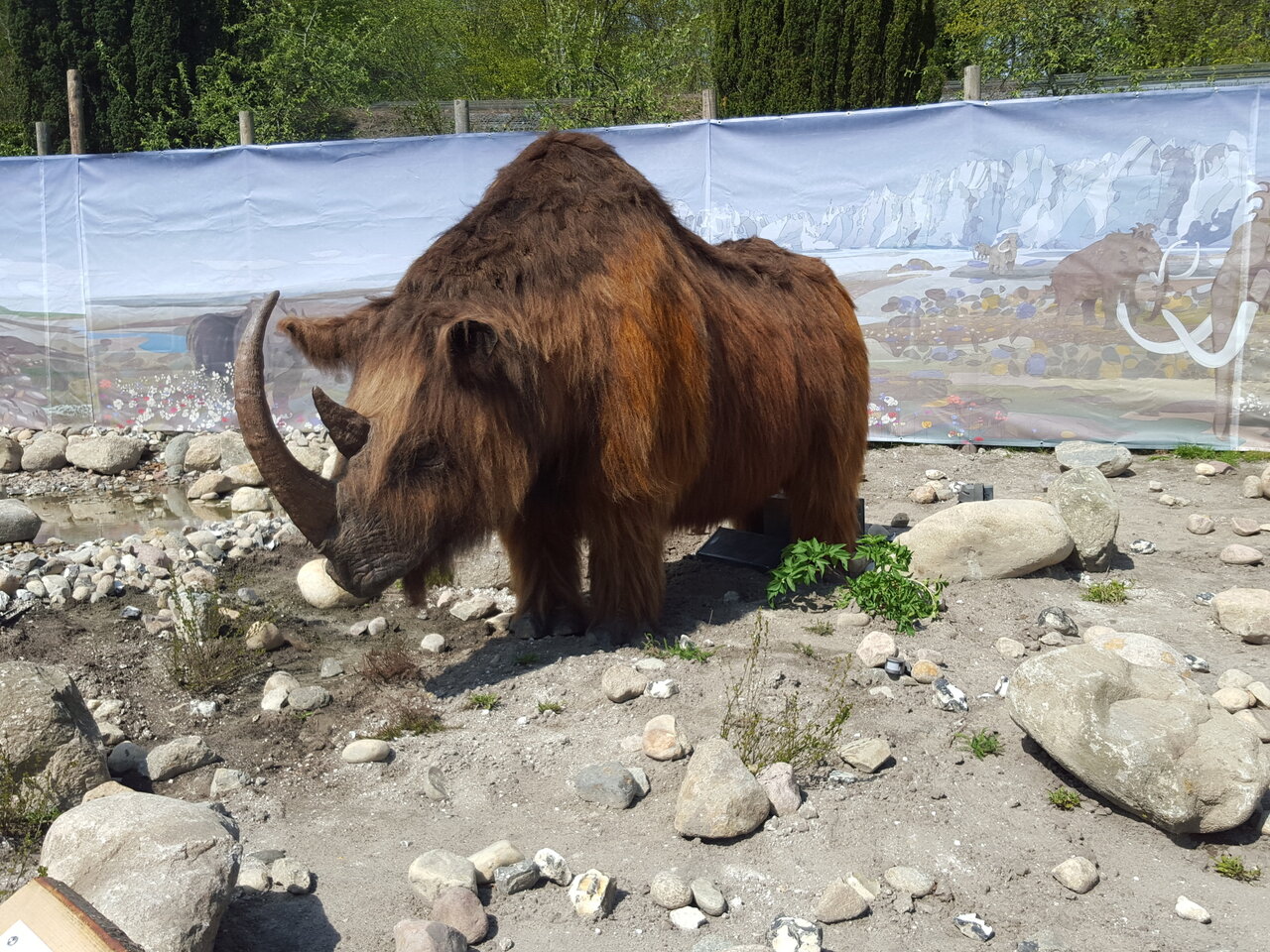 کشف یک کرگدن پشمالو در روسیه