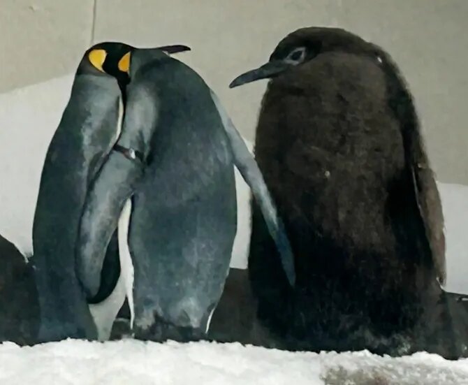 با «پستو» آشنا شوید؛ چاق ترین پنگوئن جهان که هر روز ۲۵ تا ماهی میخورد/ عکس
