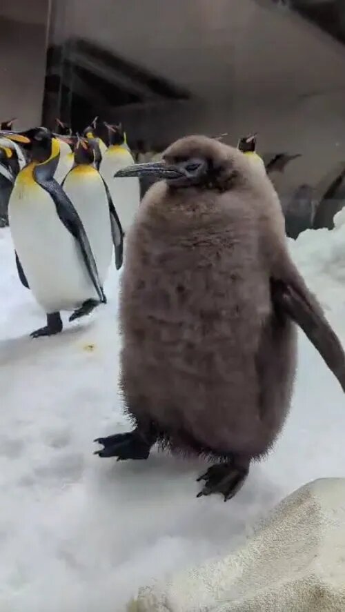 با «پستو» آشنا شوید؛ چاق ترین پنگوئن جهان که هر روز ۲۵ تا ماهی میخورد/ عکس