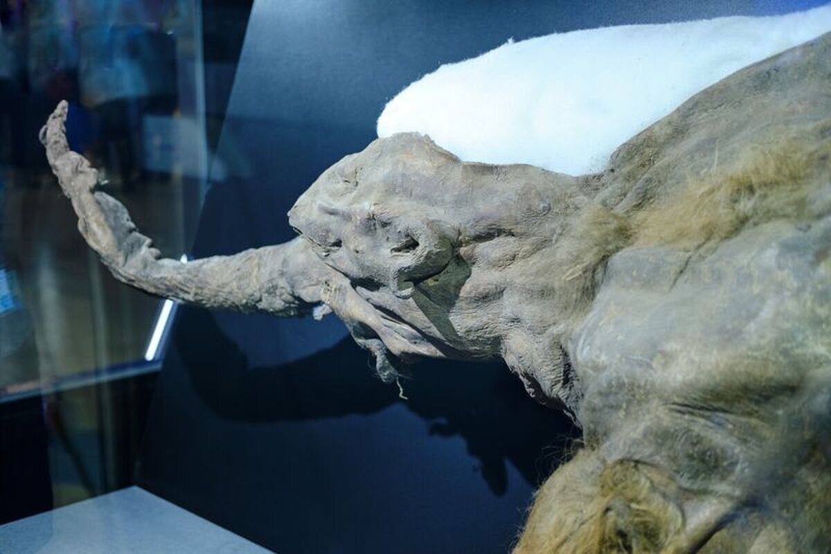 کشته شدن ماموت ۳۹ هزارساله توسط انسان/ عکس