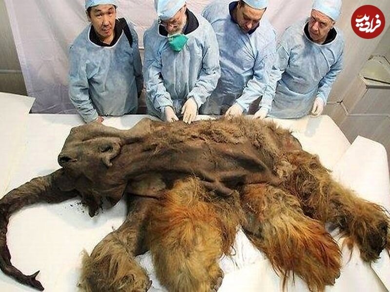 کشته شدن ماموت ۳۹ هزارساله توسط انسان/ عکس