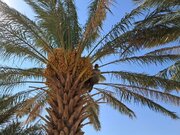 توسعه باغات خرما در شاهرود