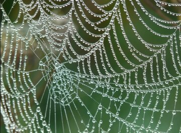 استفاده از تار عنکبوت برای التیام زخم