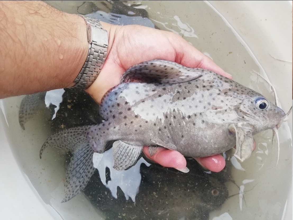 دستیابی به بیوتکنیک تکثیر و پرورش گربهماهی برای اولین باردر گروه شیلات دانشگاه شهرکرد