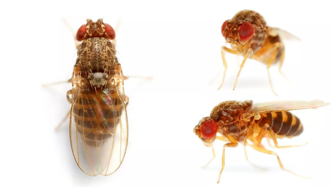 رمزگشایی سلاحی که جان مگس را نجات میدهد