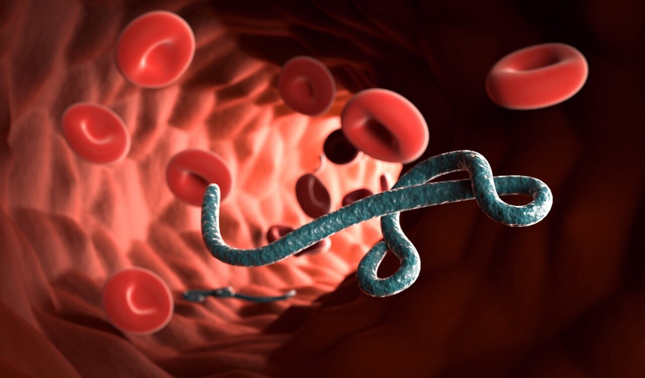 آژانسهای بهداشتی بینالمللی در حال آماده باش/ ویروس ماربورگ چیست؟