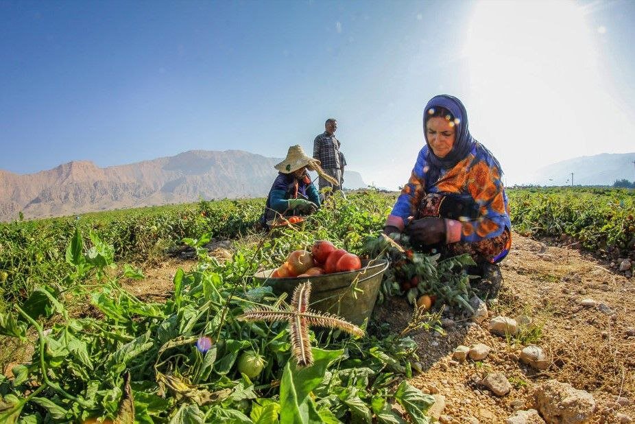 زنان کشاورز جنوب؛ از دستمزد پایین تا مشکلات سلامت / خشکسالی در کمین / «برخی کشاورزان معتقدند اتباع بهتر و بیشتر کار میکنند» 3