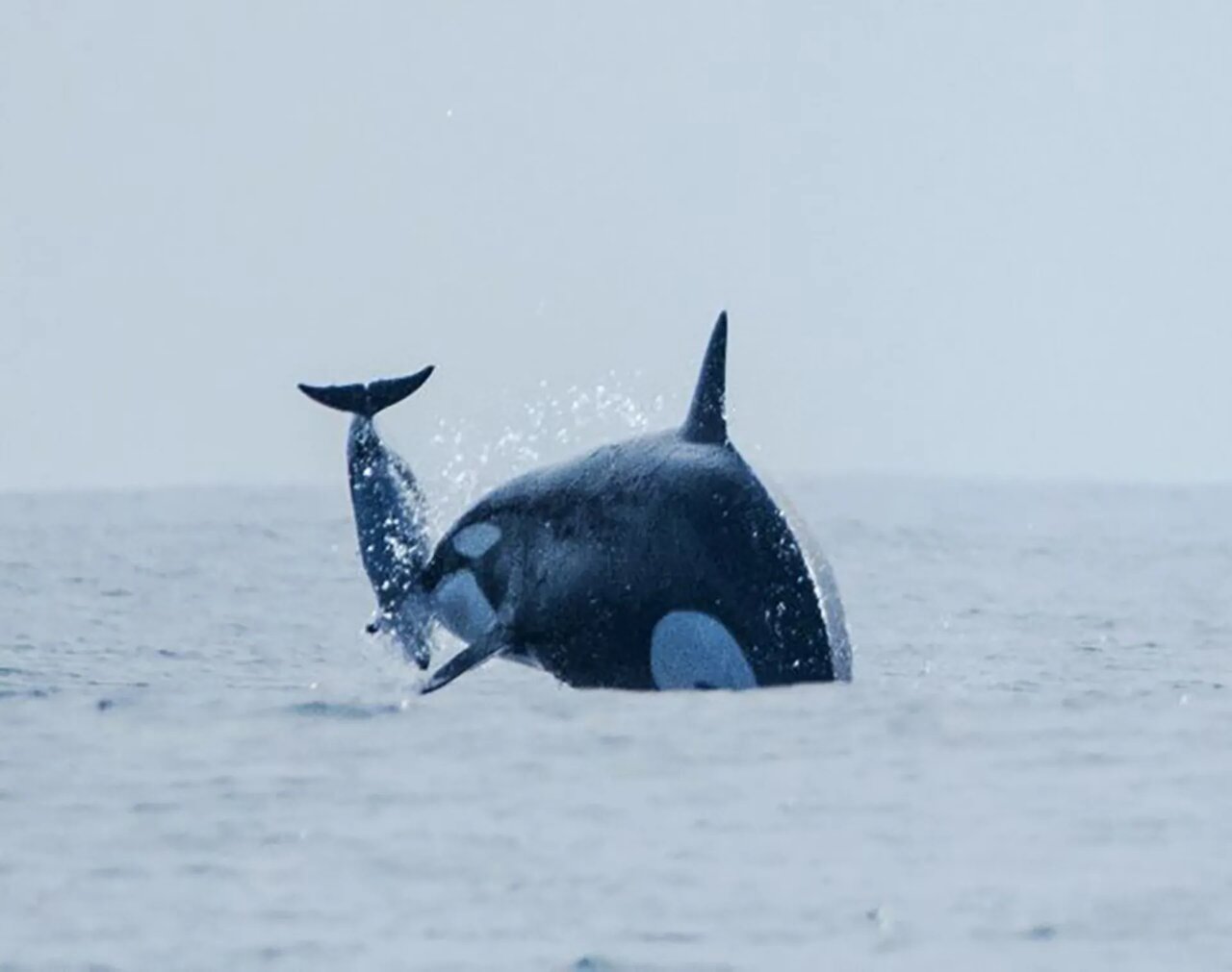 برای اولینبار اورکاهای وحشی در حال شکار دلفین در نزدیکی ساحل شیلی دیده شدند/ عکس