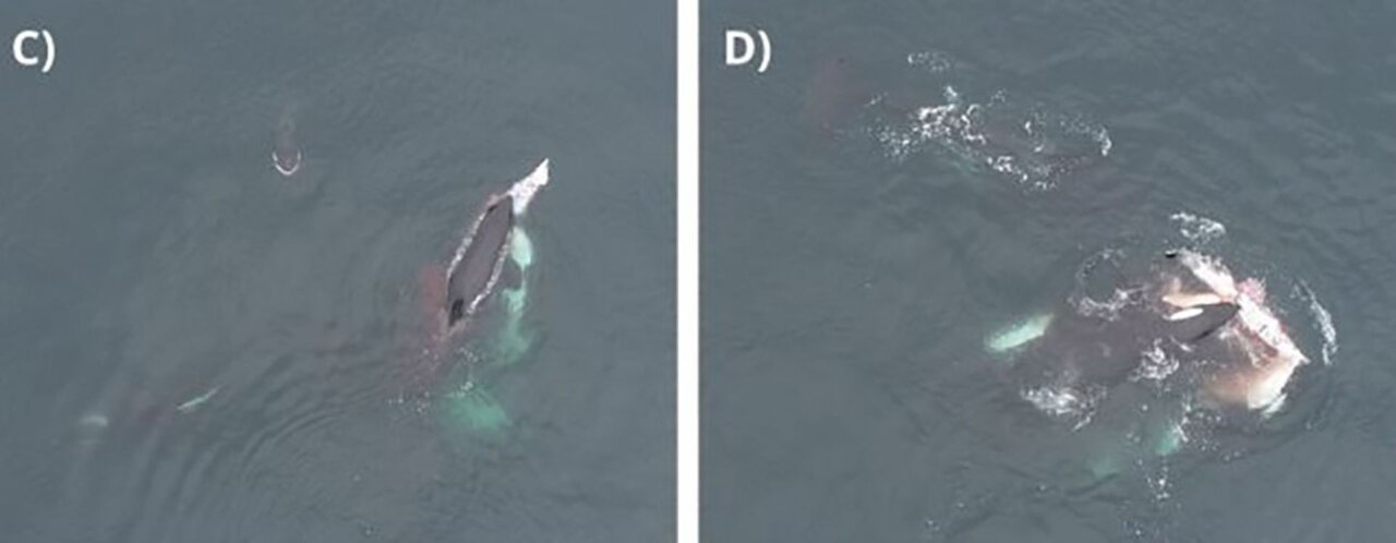 برای اولینبار اورکاهای وحشی در حال شکار دلفین در نزدیکی ساحل شیلی دیده شدند/ عکس