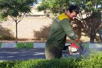 عکس | نحوه عجیب هرس کردن فضای سبز شهری توسط شهرداری ایرانشهر عکس | نحوه عجیب هرس کردن فضای سبز شهری توسط شهرداری ایرانشهر