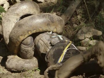 مردی زنده زنده خوراک آناکوندا شد مردی زنده زنده خوراک آناکوندا شد