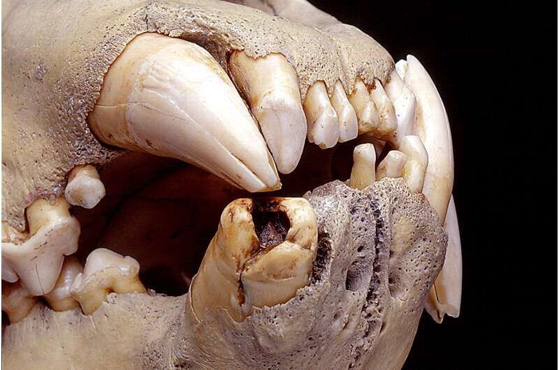 شیر آدمخوار