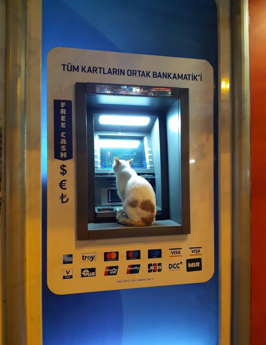 عکس | واکنش جالب یک گربه به صدای یک زن در عابربانک!