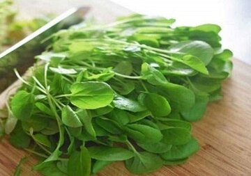 پنج خاصیت بینظیر شاهی پنج خاصیت بینظیر شاهی