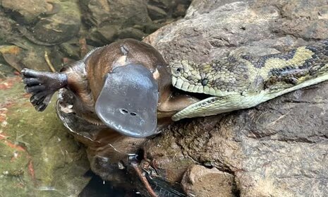 بلعیدن پلاتیپوس، شکار عجیب مار پیتون