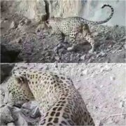 مشاهده و ثبت سومین گونه پلنگ ایرانی در سفیدکوه خرم‌آباد
