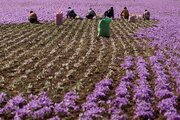 امسال تولید زعفران در کرمانشاه حدود ۴ تن بوده است