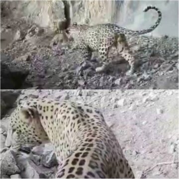 مشاهده و ثبت سومین گونه پلنگ ایرانی در سفیدکوه خرم‌آباد