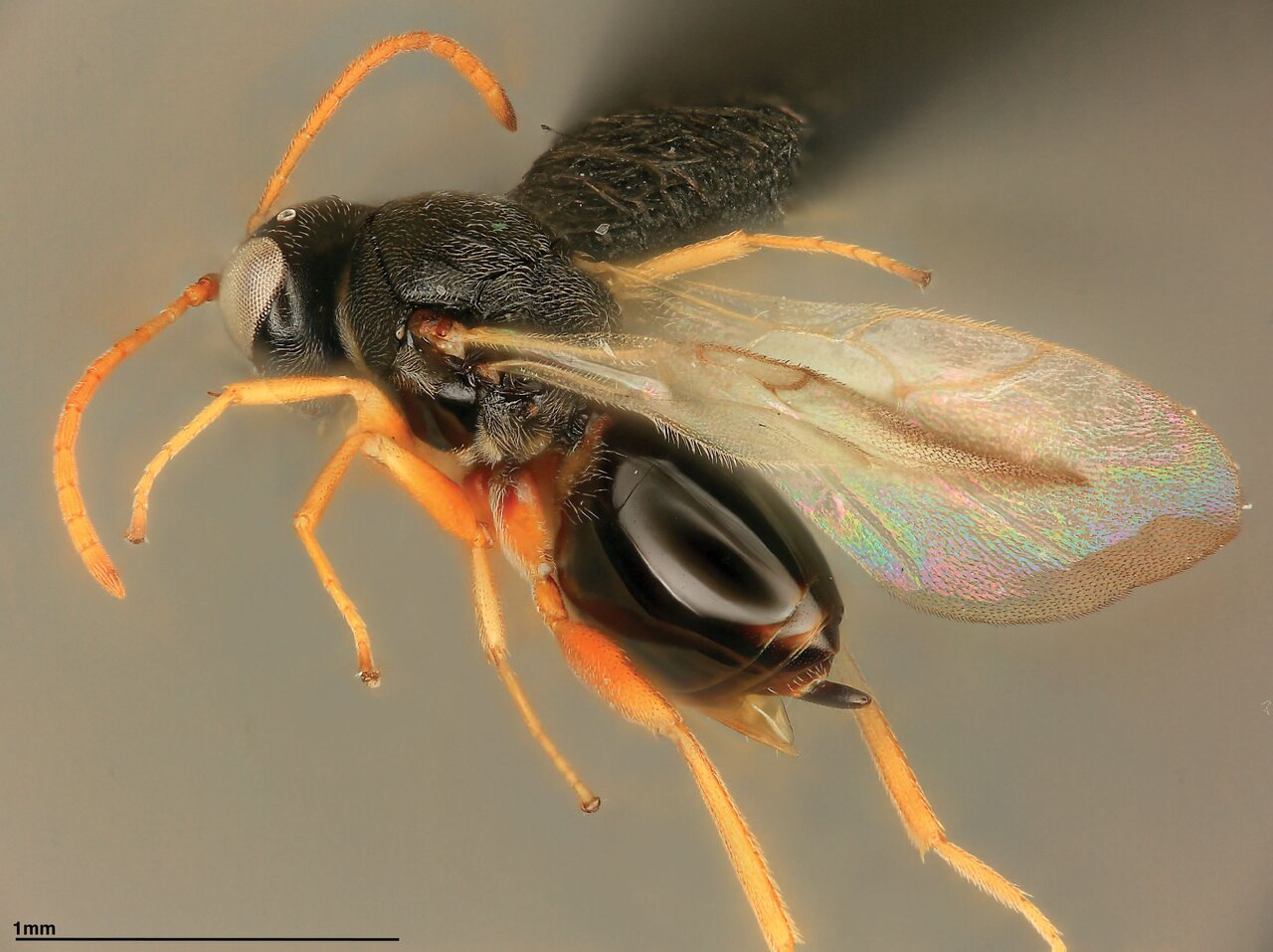 کشف زنبورهای حیلهگری که مثل دزدان افسانهای رفتار میکنند