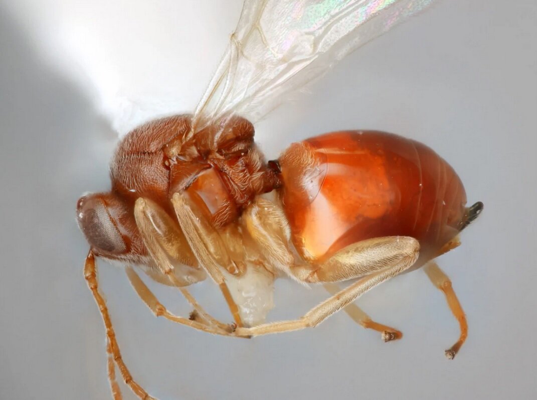 کشف زنبورهای حیلهگری که مثل دزدان افسانهای رفتار میکنند