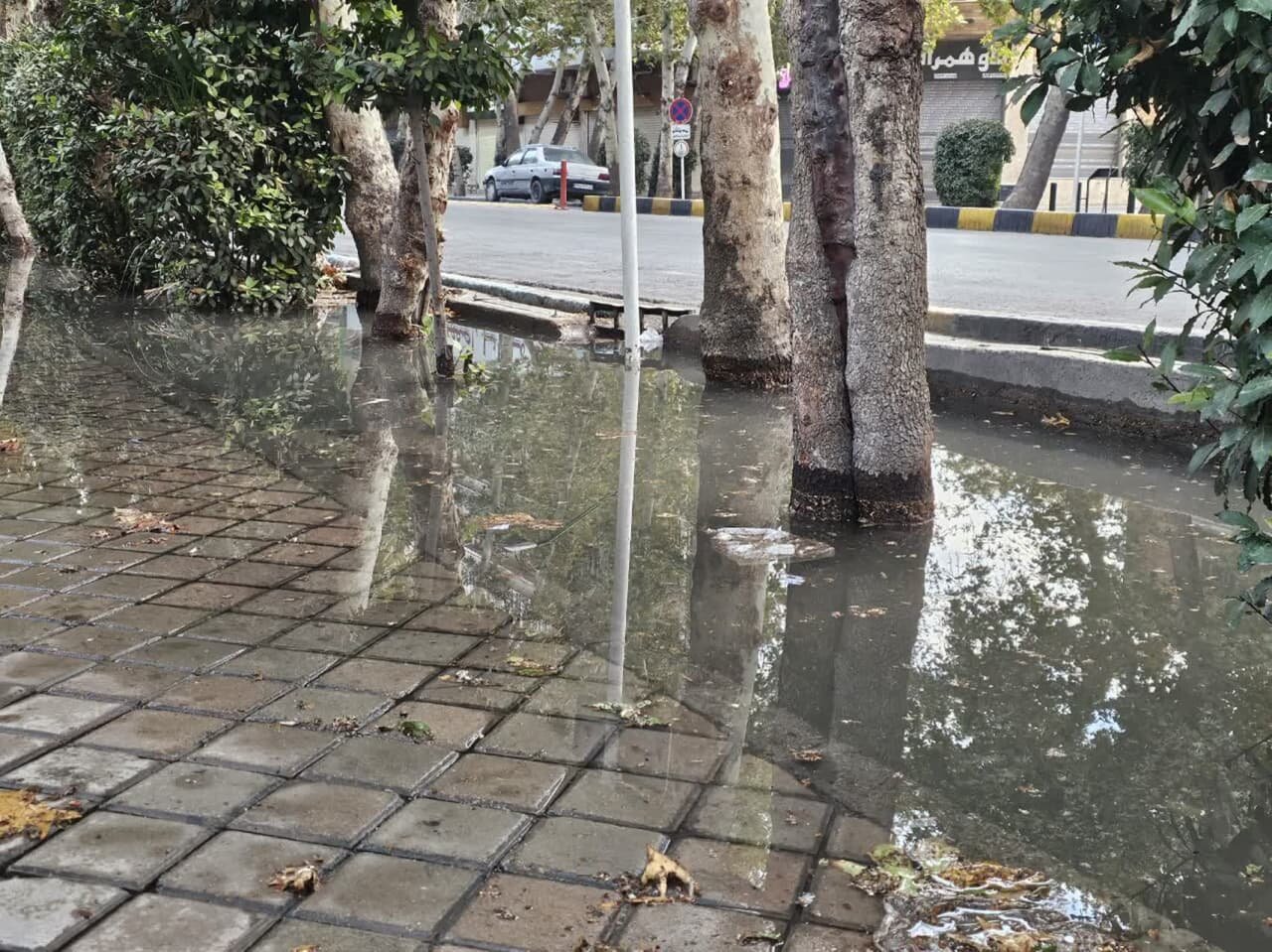 «چنار»های اصفهان زیر «گیوتین» دستگاه «بیجان»/ آخرین درخت تقاطع «عباسآباد» نیز جان داد!+ تصاویر