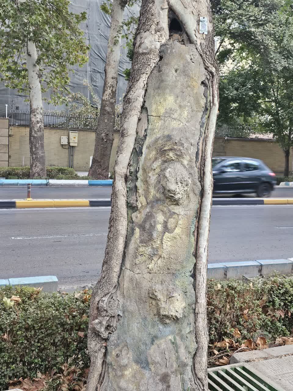 «چنار»های اصفهان زیر «گیوتین» دستگاه «بیجان»/ آخرین درخت تقاطع «عباسآباد» نیز جان داد!+ تصاویر