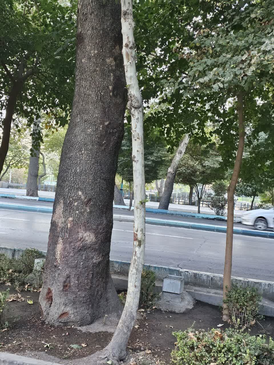 «چنار»های اصفهان زیر «گیوتین» دستگاه «بیجان»/ آخرین درخت تقاطع «عباسآباد» نیز جان داد!+ تصاویر