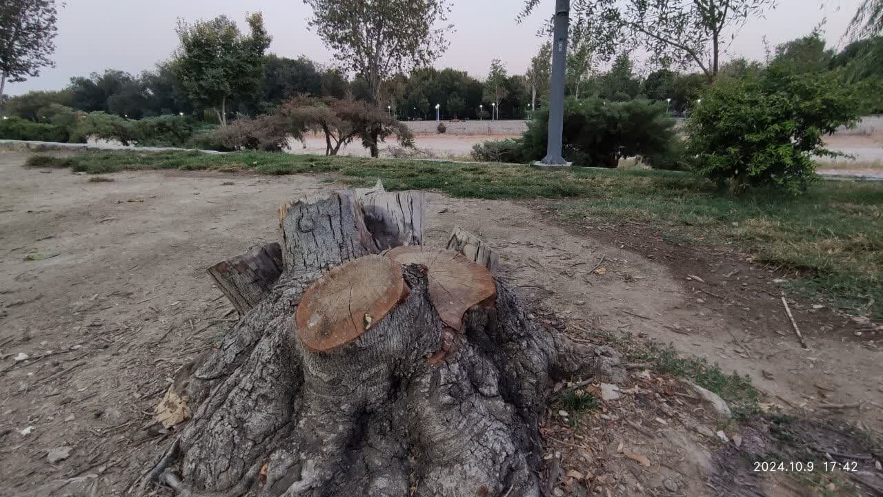 «چنار»های اصفهان زیر «گیوتین» دستگاه «بیجان»/ آخرین درخت تقاطع «عباسآباد» نیز جان داد!+ تصاویر