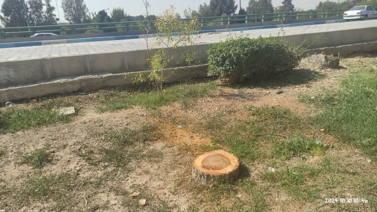 «چنار»های اصفهان زیر «گیوتین» دستگاه «بیجان»/ آخرین درخت تقاطع «عباسآباد» نیز جان داد!+ تصاویر