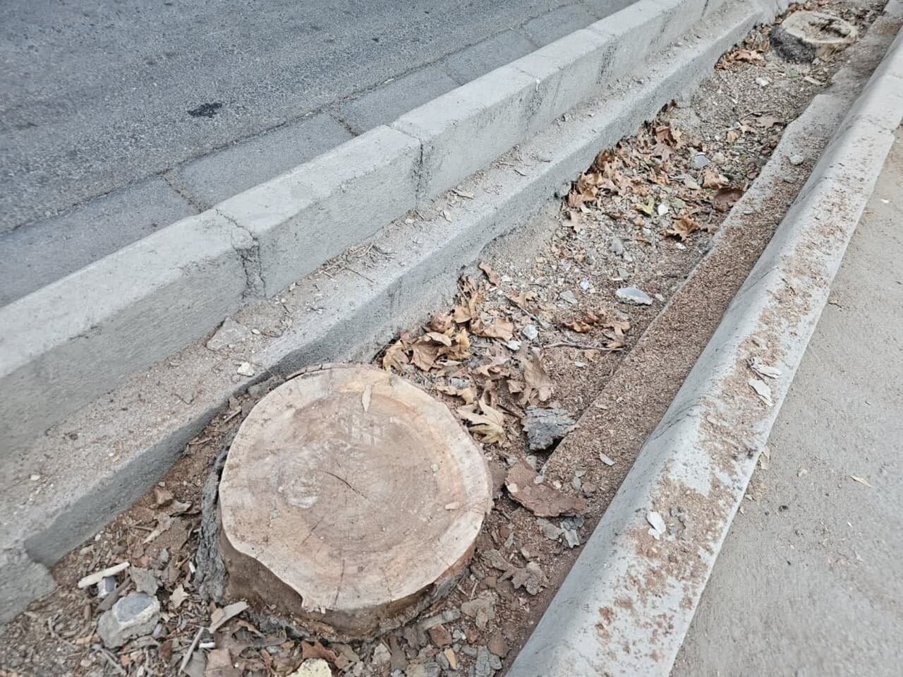 «چنار»های اصفهان زیر «گیوتین» دستگاه «بیجان»/ آخرین درخت تقاطع «عباسآباد» نیز جان داد!+ تصاویر