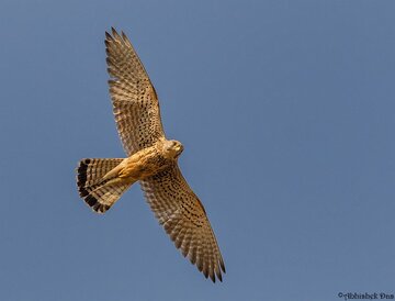 رهاسازی ۳۸ بهله پرنده کمیاب به دامن طبیعت در بندرلنگه هرمزگان رهاسازی ۳۸ بهله پرنده کمیاب به دامن طبیعت در بندرلنگه هرمزگان