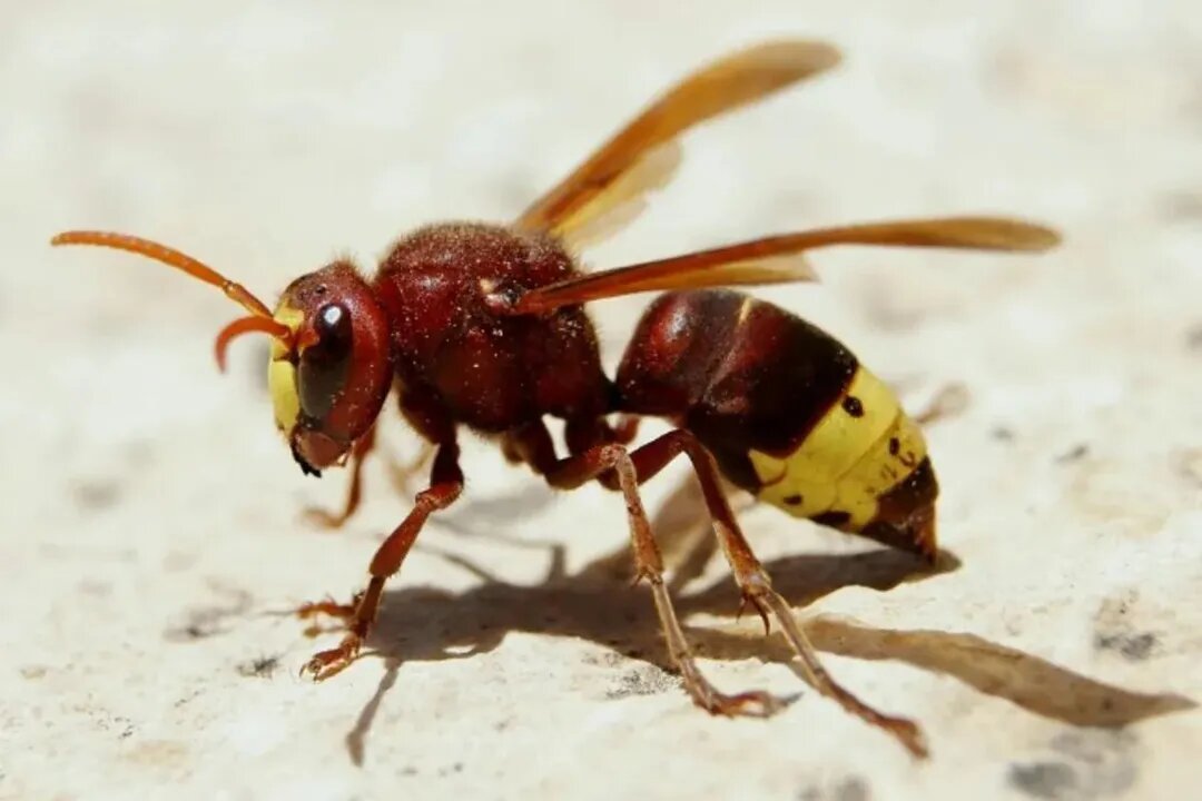 زنبوری که حتی با الکل ۸۰ درصد هم از پا در نمیآید/ عکس