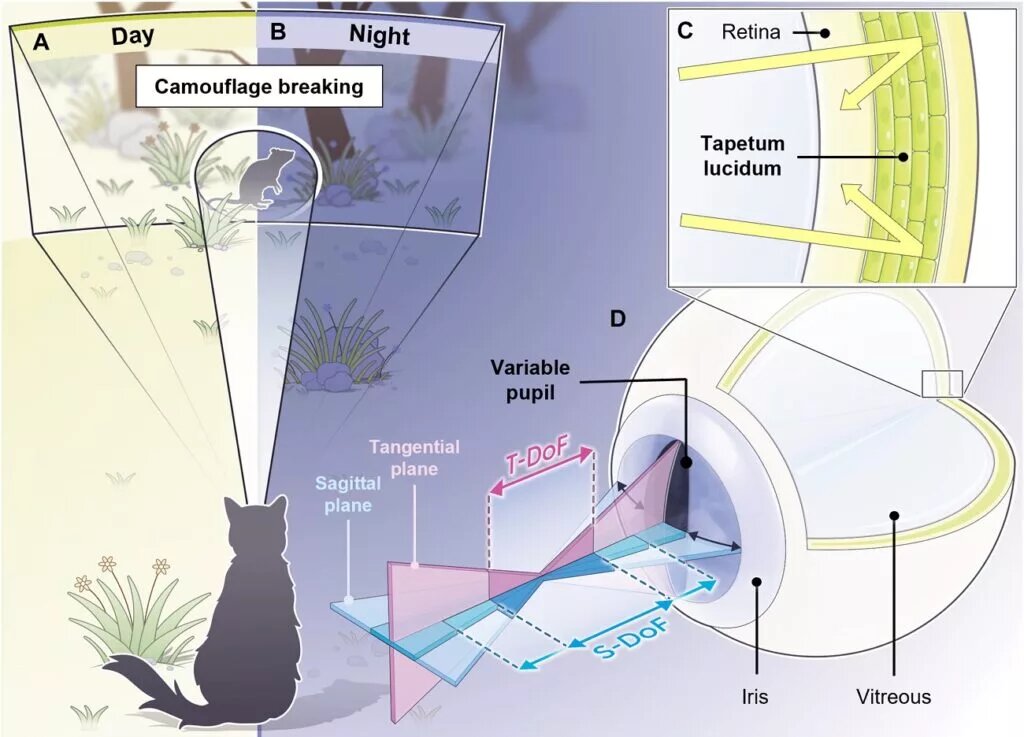ساخت پهپاد و ربات با الهام از چشم گربه ساخت پهپاد و ربات با الهام از چشم گربه